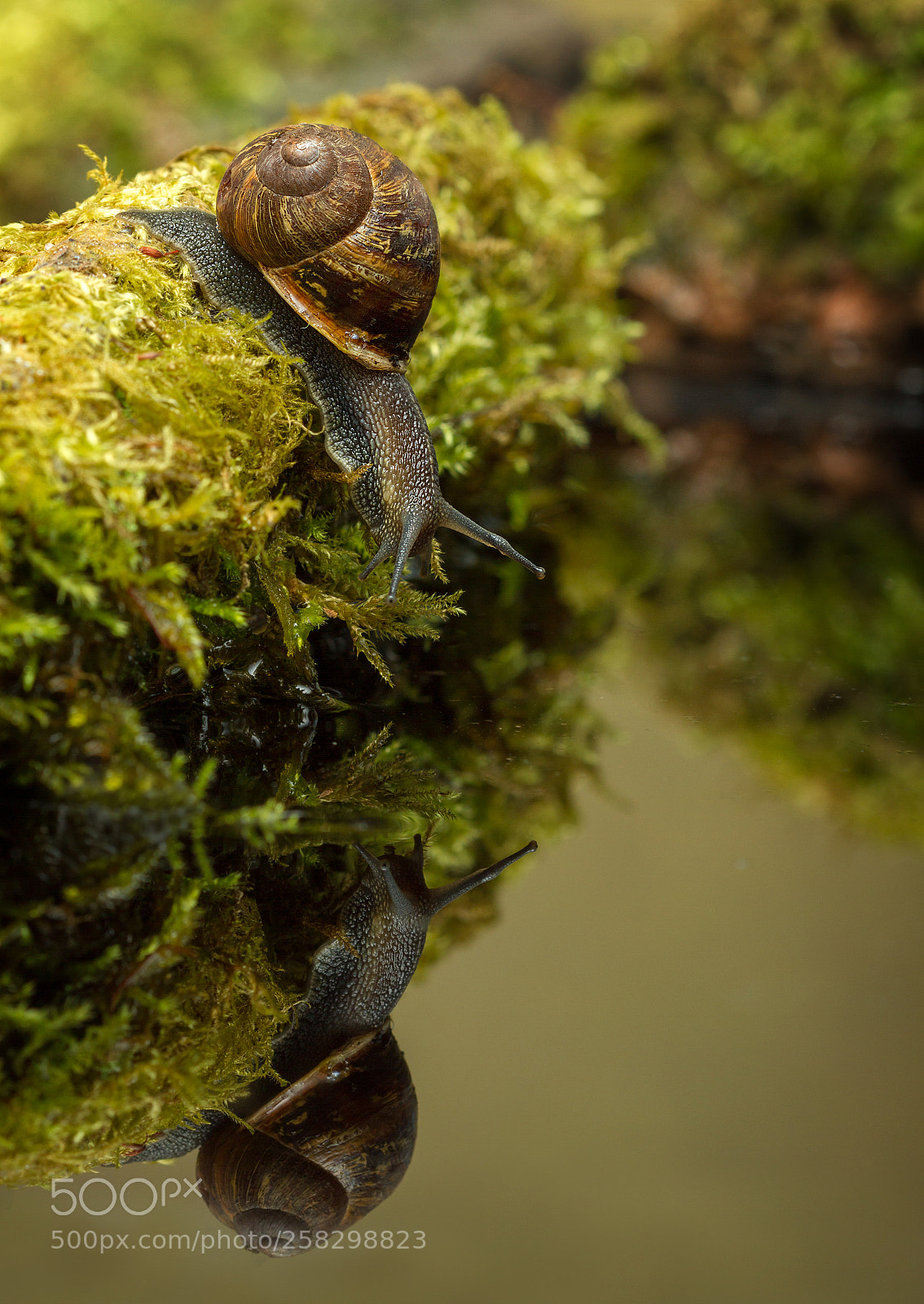 Canon EOS 7D sample photo. Garden snail photography