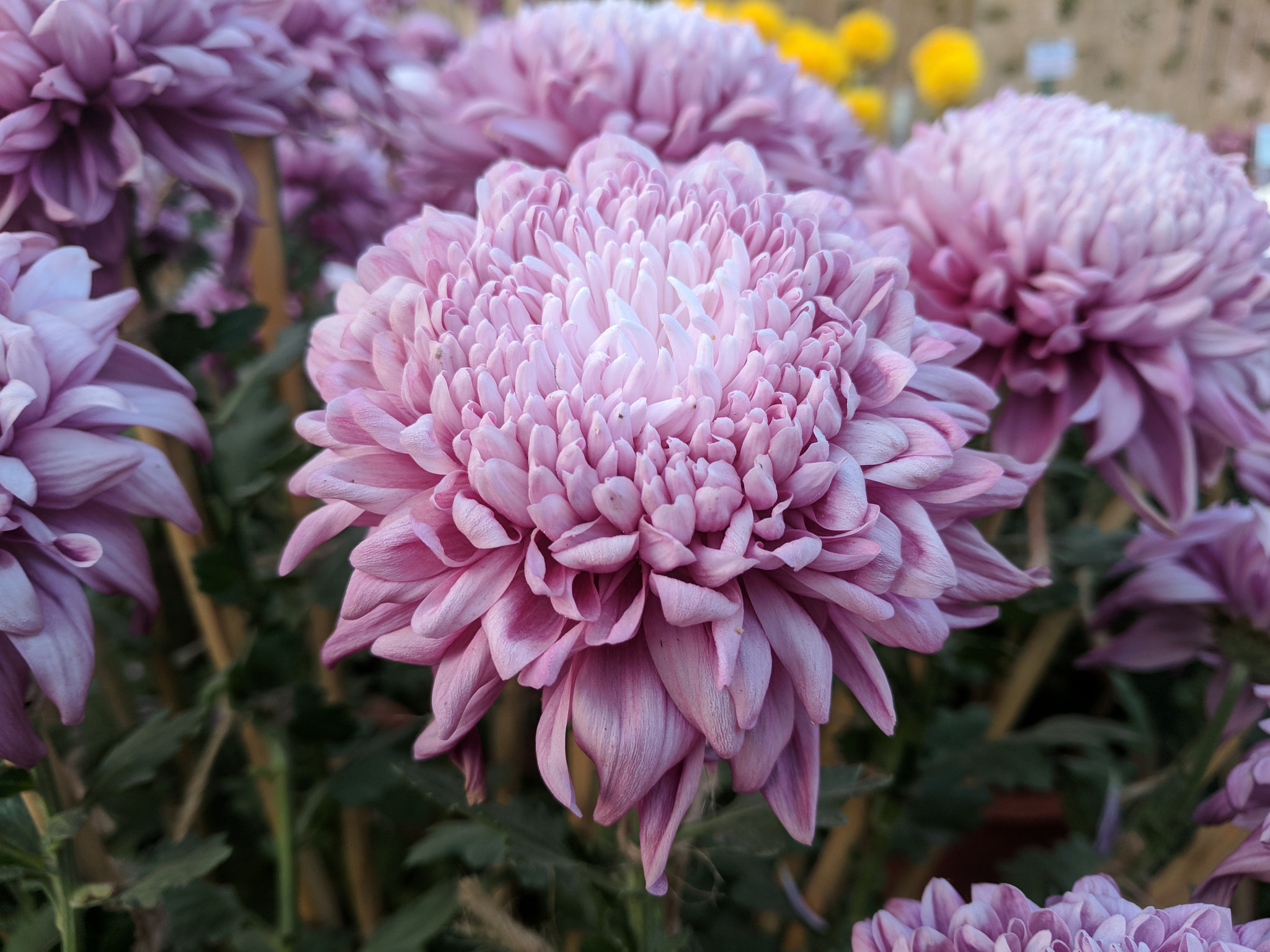 Google Pixel XL sample photo. Chrysanthemum photography