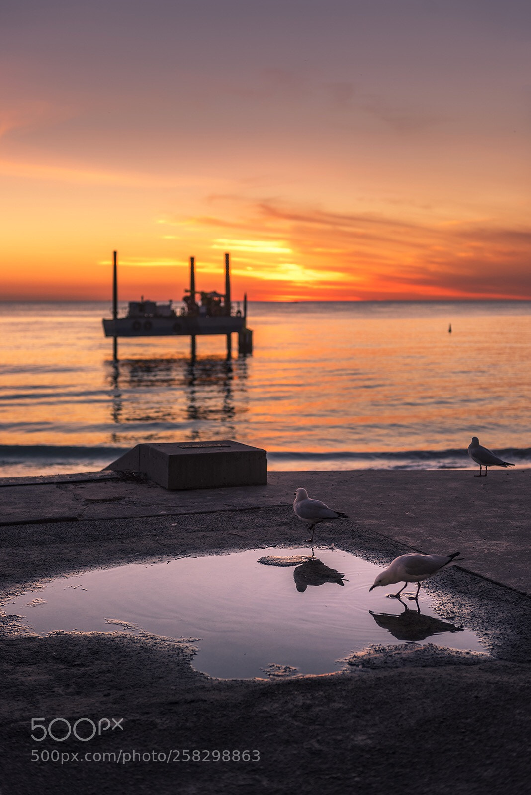 Nikon D810 sample photo. Beach- cottesloe , perth photography