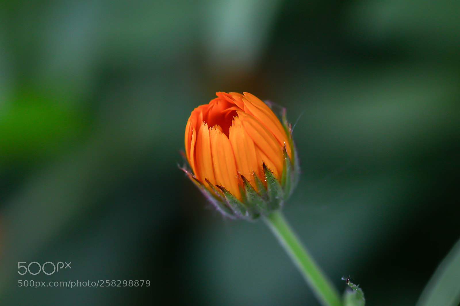 Canon EOS 5D Mark II sample photo. Coming soon  2018 photography