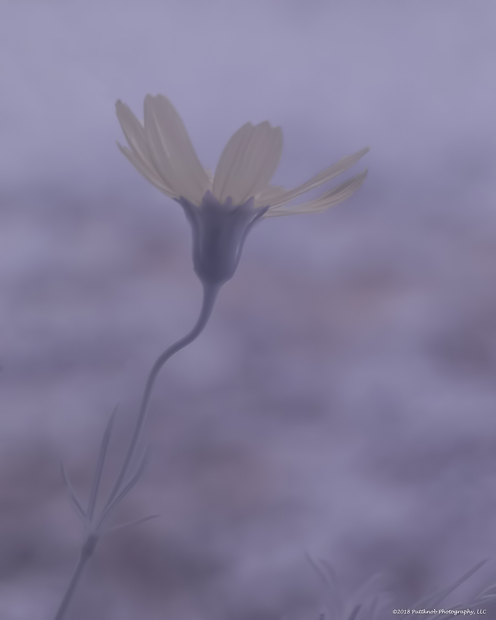 Canon PowerShot G10 sample photo. Flowers in ir 2 photography