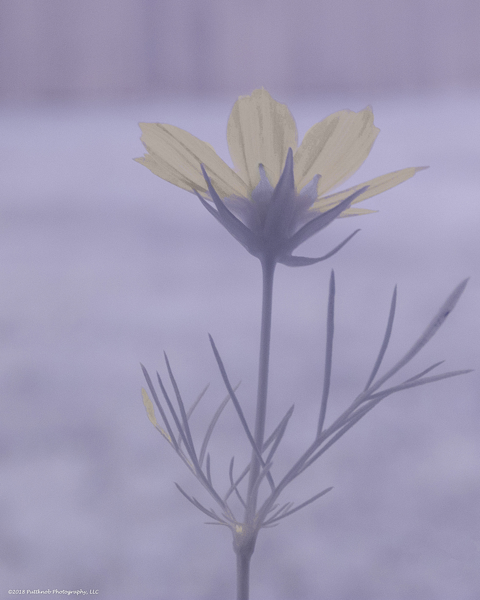 Canon PowerShot G10 sample photo. Flowers in ir 1 photography