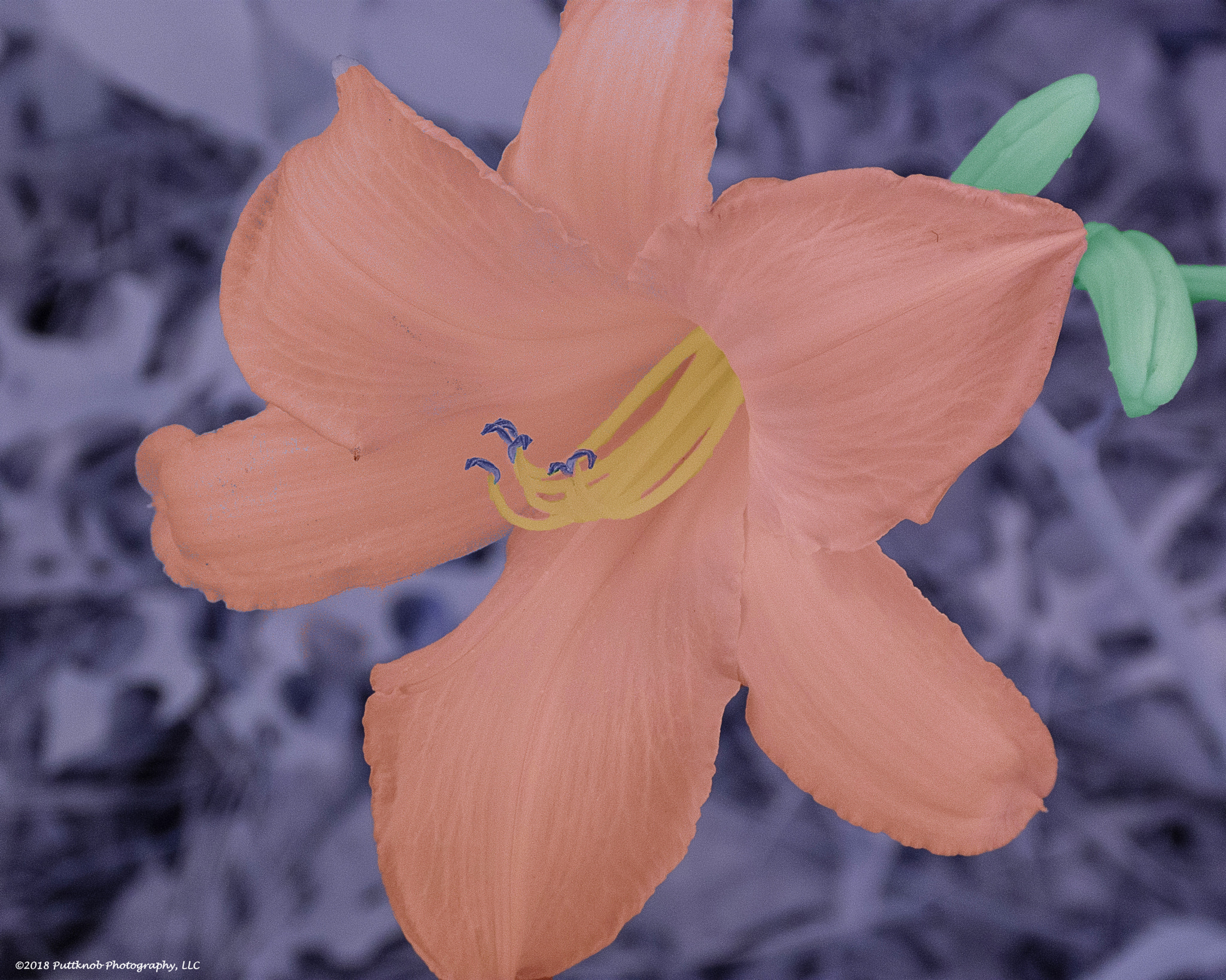 Canon PowerShot G10 sample photo. Flowers in ir 4 photography