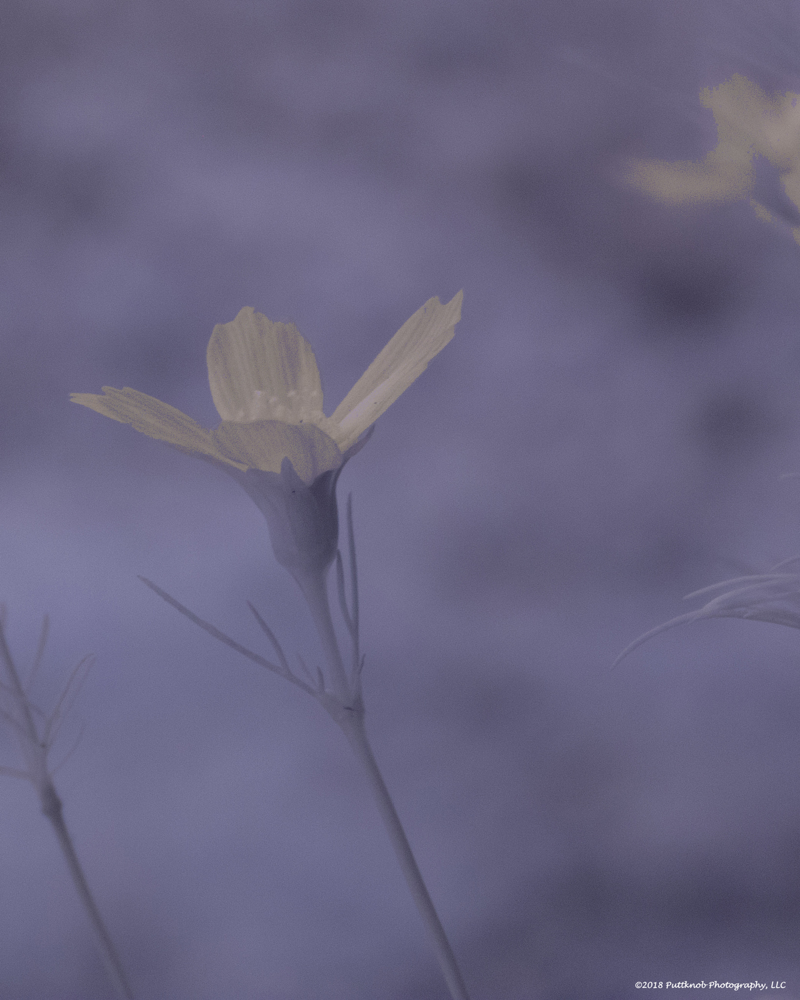 Canon PowerShot G10 sample photo. Flowers in ir 3 photography