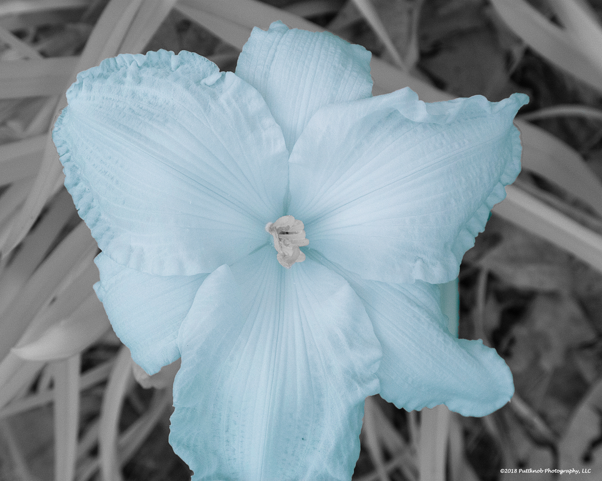 Canon PowerShot G10 sample photo. Flowers in ir 5 photography