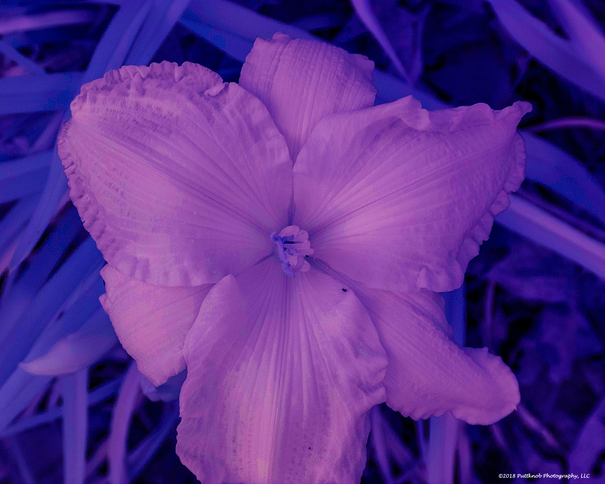 Canon PowerShot G10 sample photo. Flowers in ir 7 photography