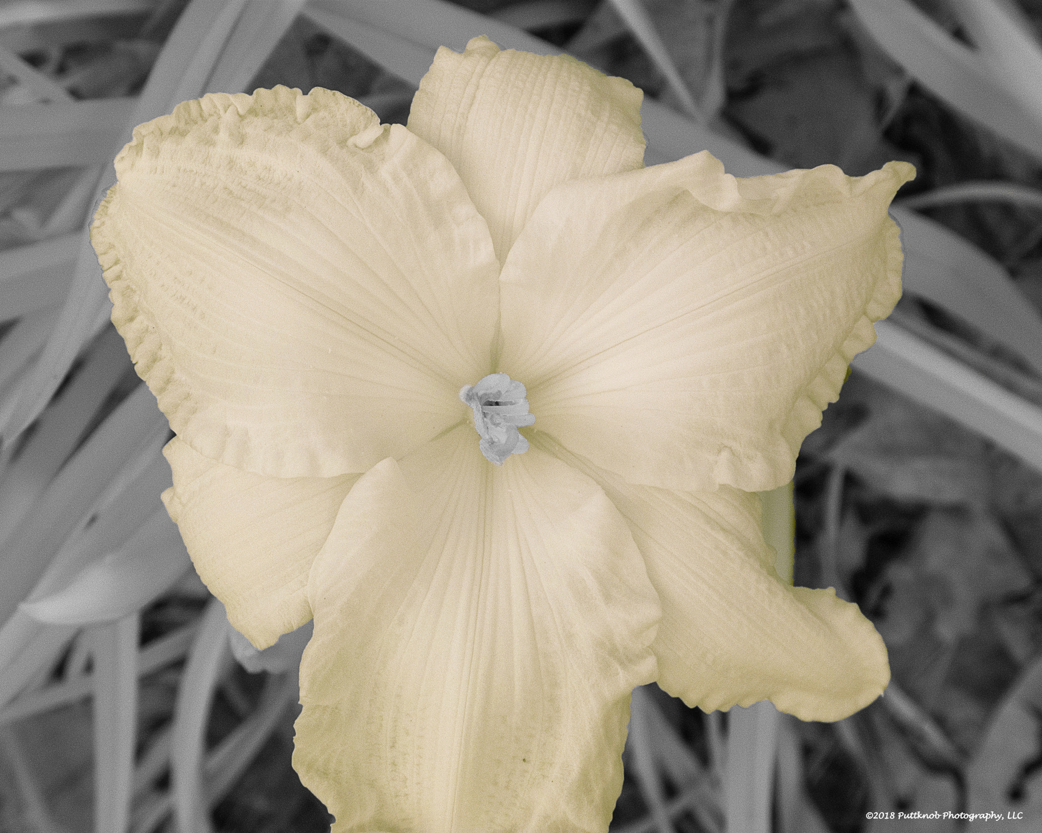 Canon PowerShot G10 sample photo. Flowers in ir 6 photography