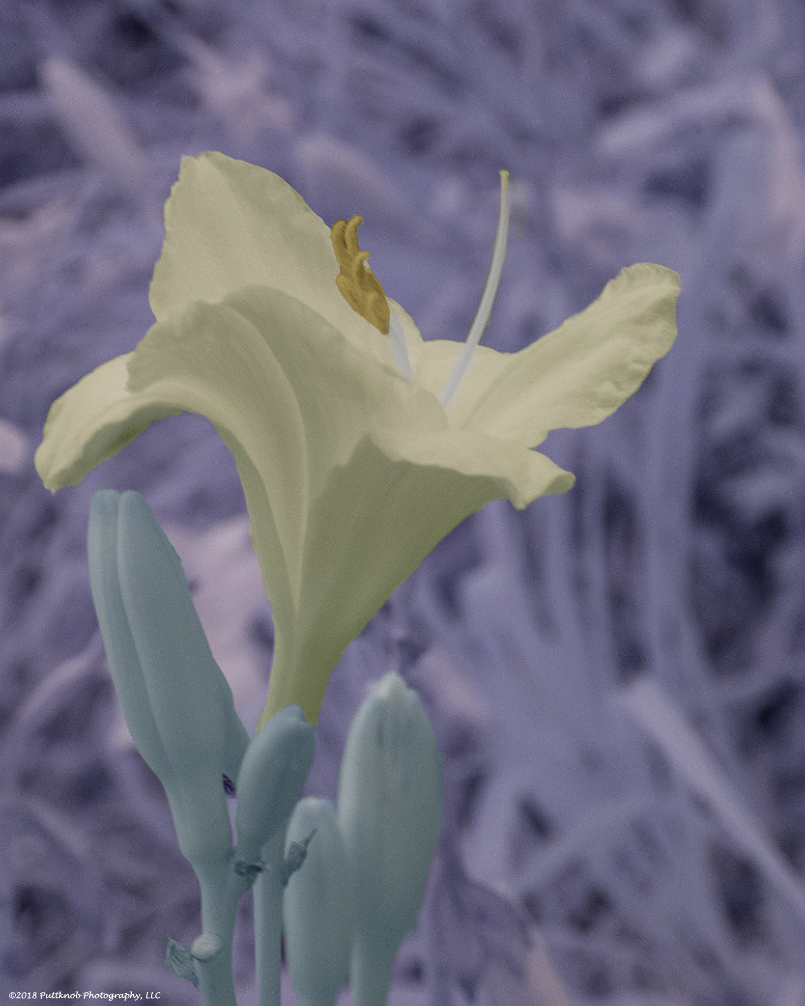 Canon PowerShot G10 sample photo. Flowers in ir 8 photography