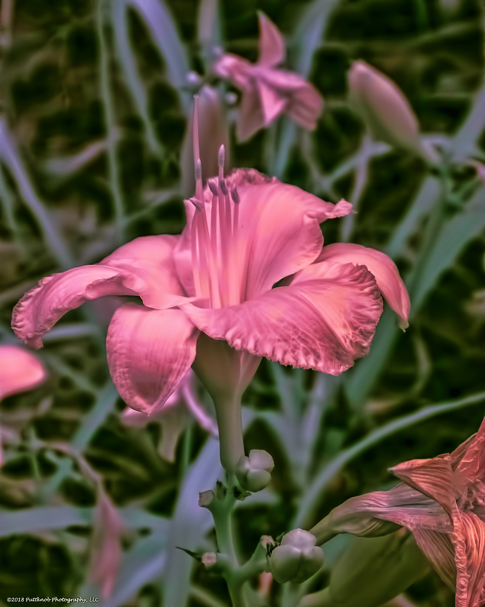 Canon PowerShot G10 sample photo. Flowers in ir 9 photography