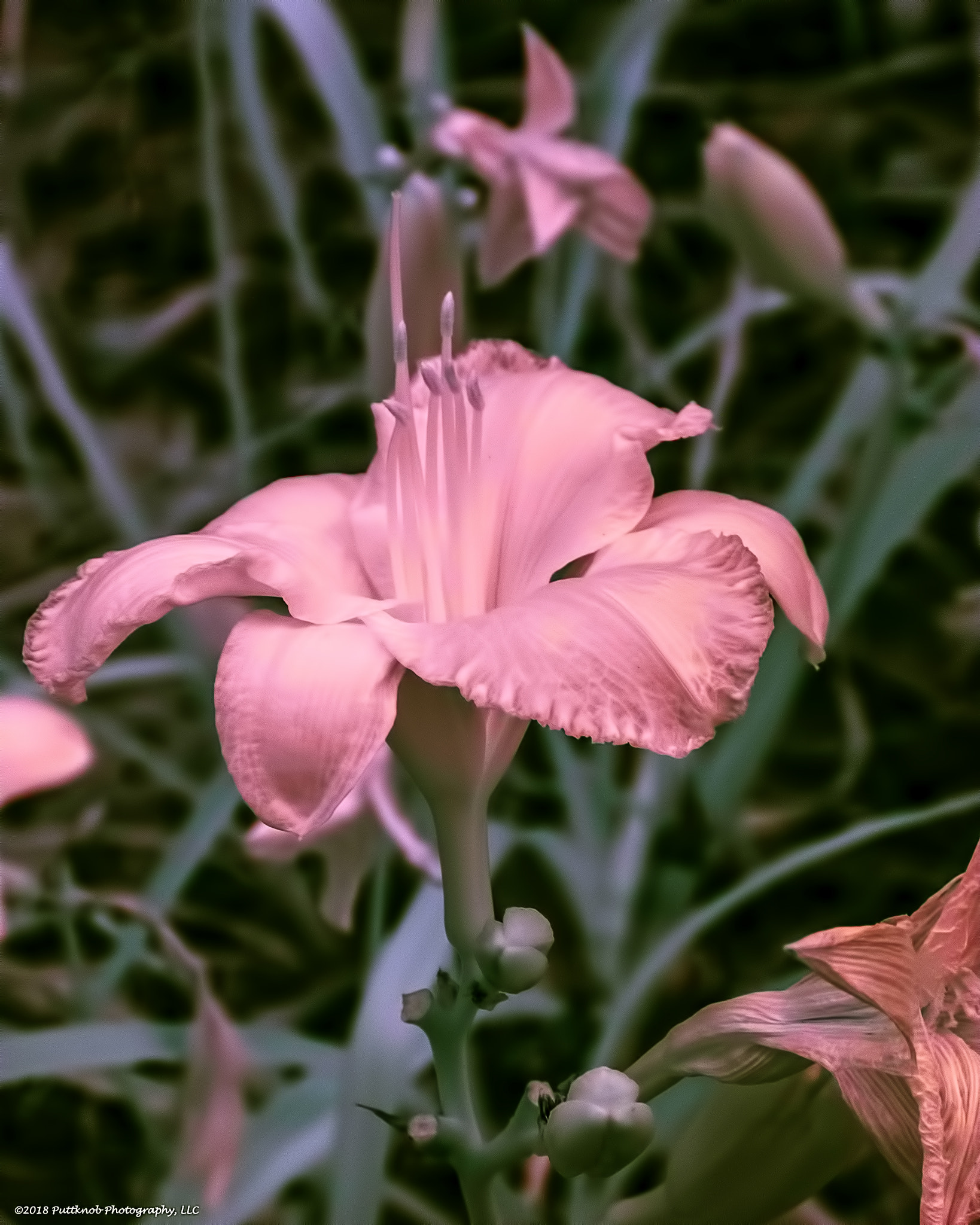 Canon PowerShot G10 sample photo. Flowers in ir 10 photography