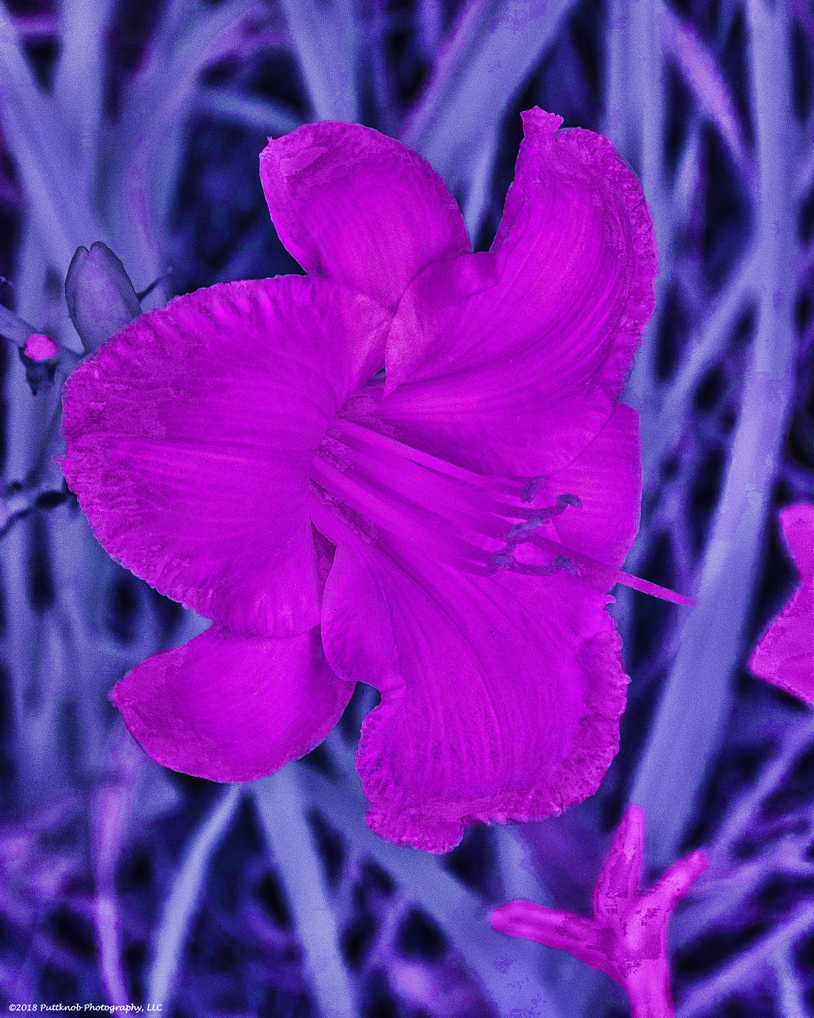 Canon PowerShot G10 sample photo. Flowers in ir 11 photography