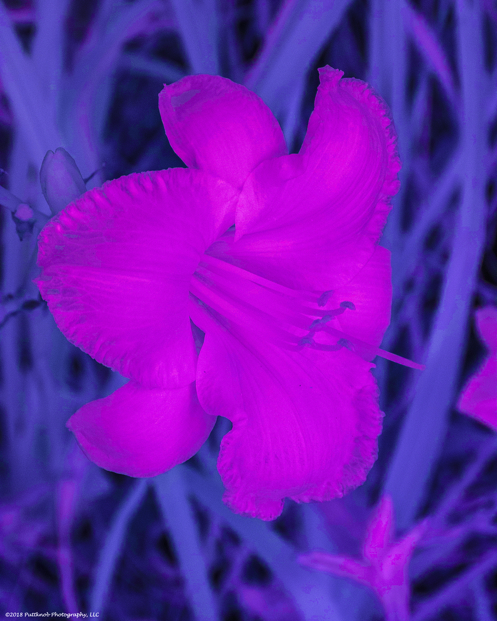 Canon PowerShot G10 sample photo. Flowers in ir 12 photography