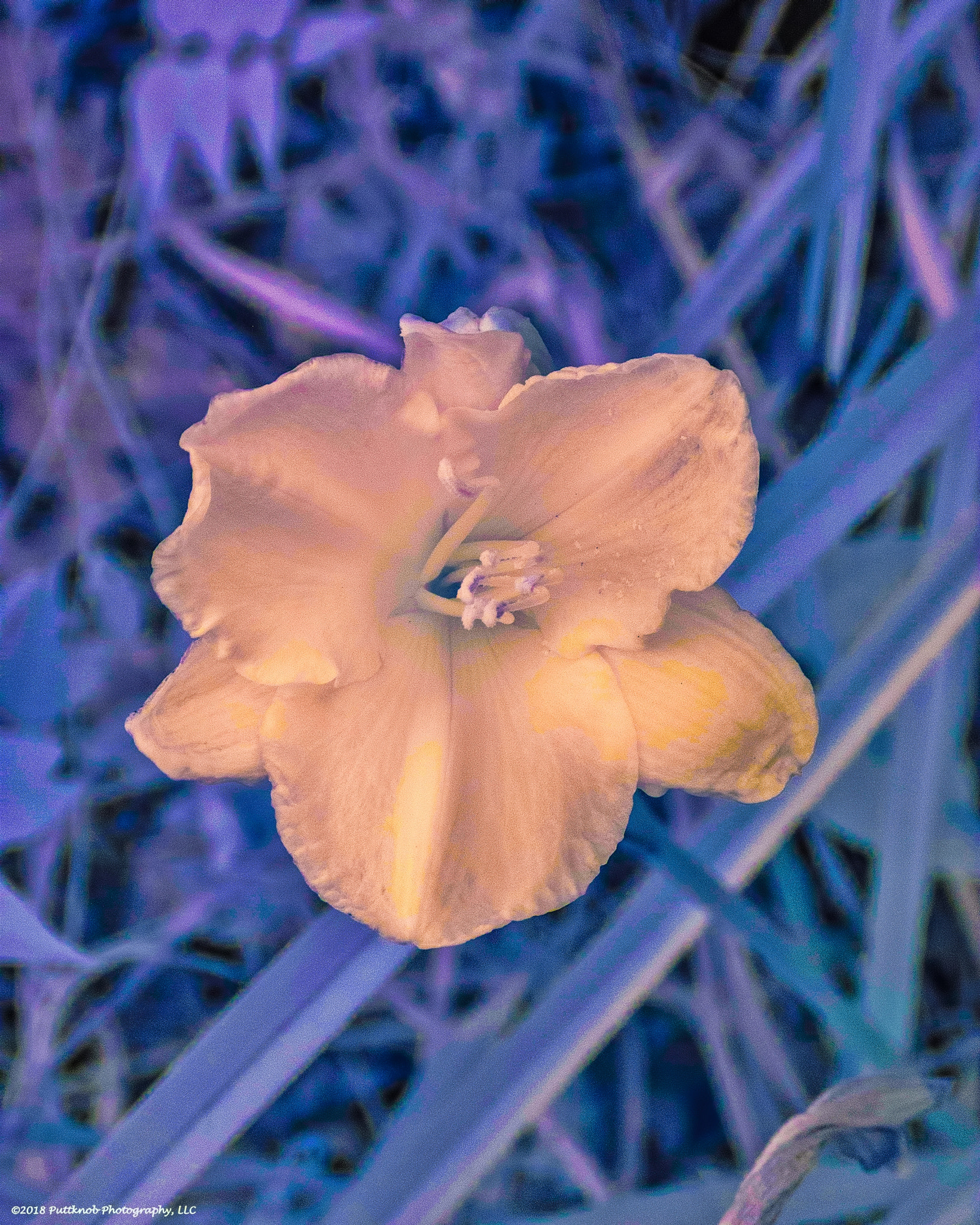 Canon PowerShot G10 sample photo. Flowers in ir 13 photography