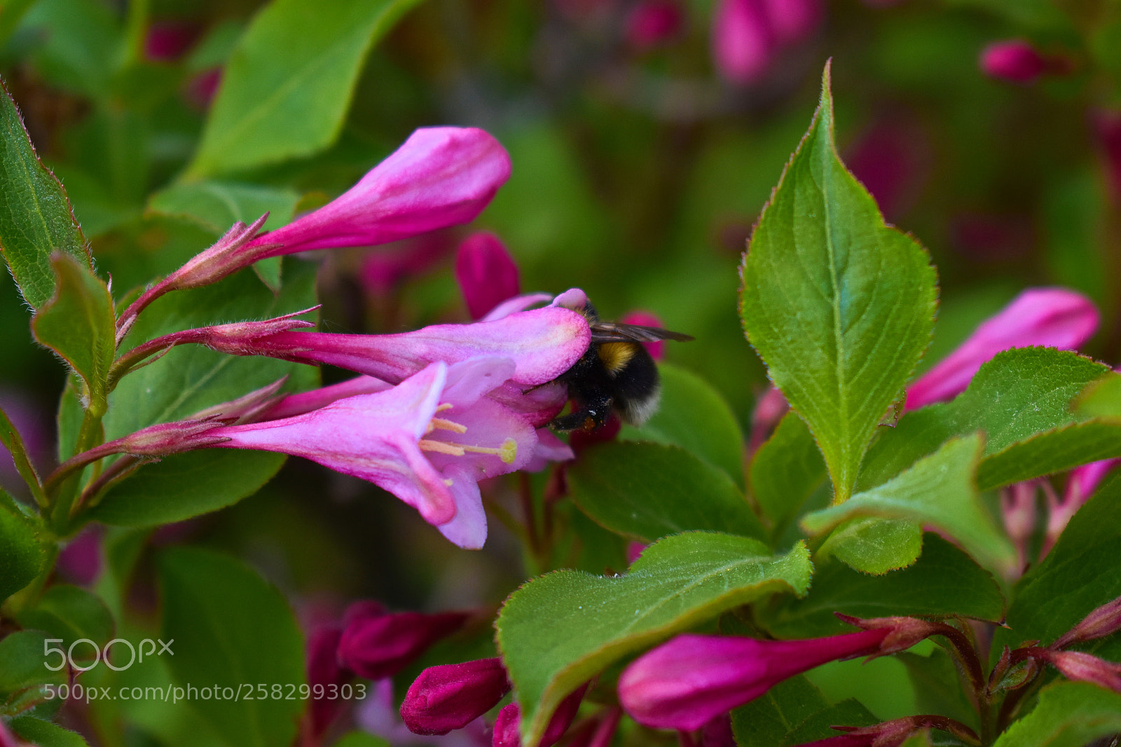 Nikon D3400 sample photo. Pollination of flowers photography