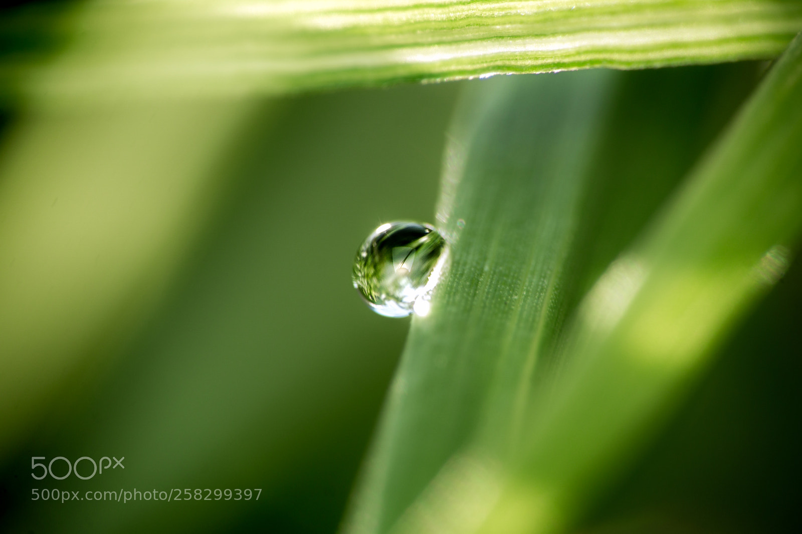 Sony a6000 sample photo. Drop photography