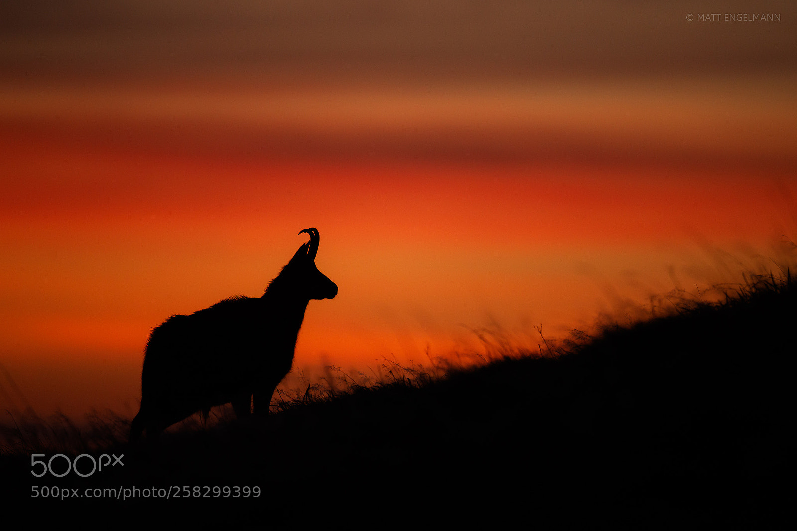 Canon EOS-1D X Mark II sample photo. Dawn silhouette photography