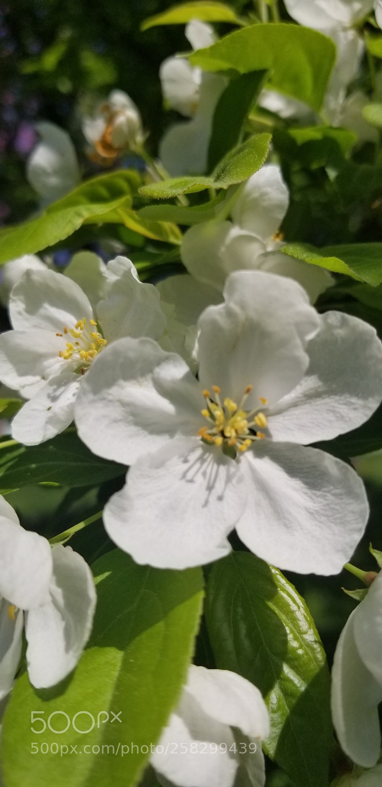 Samsung Galaxy S8 sample photo. Flowers in the court photography