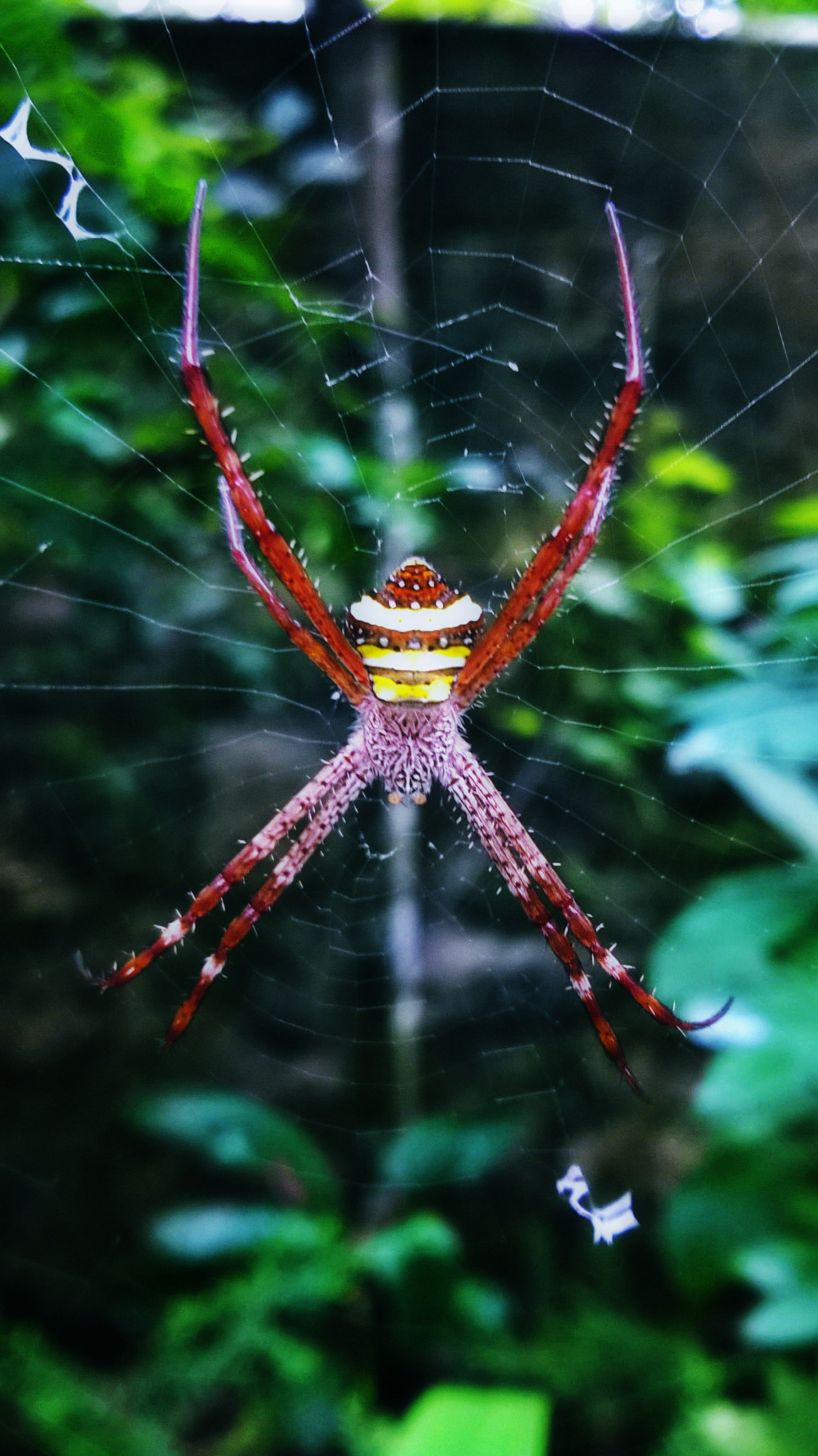 Nokia Lumia 730 Dual SIM sample photo. Spidey photography