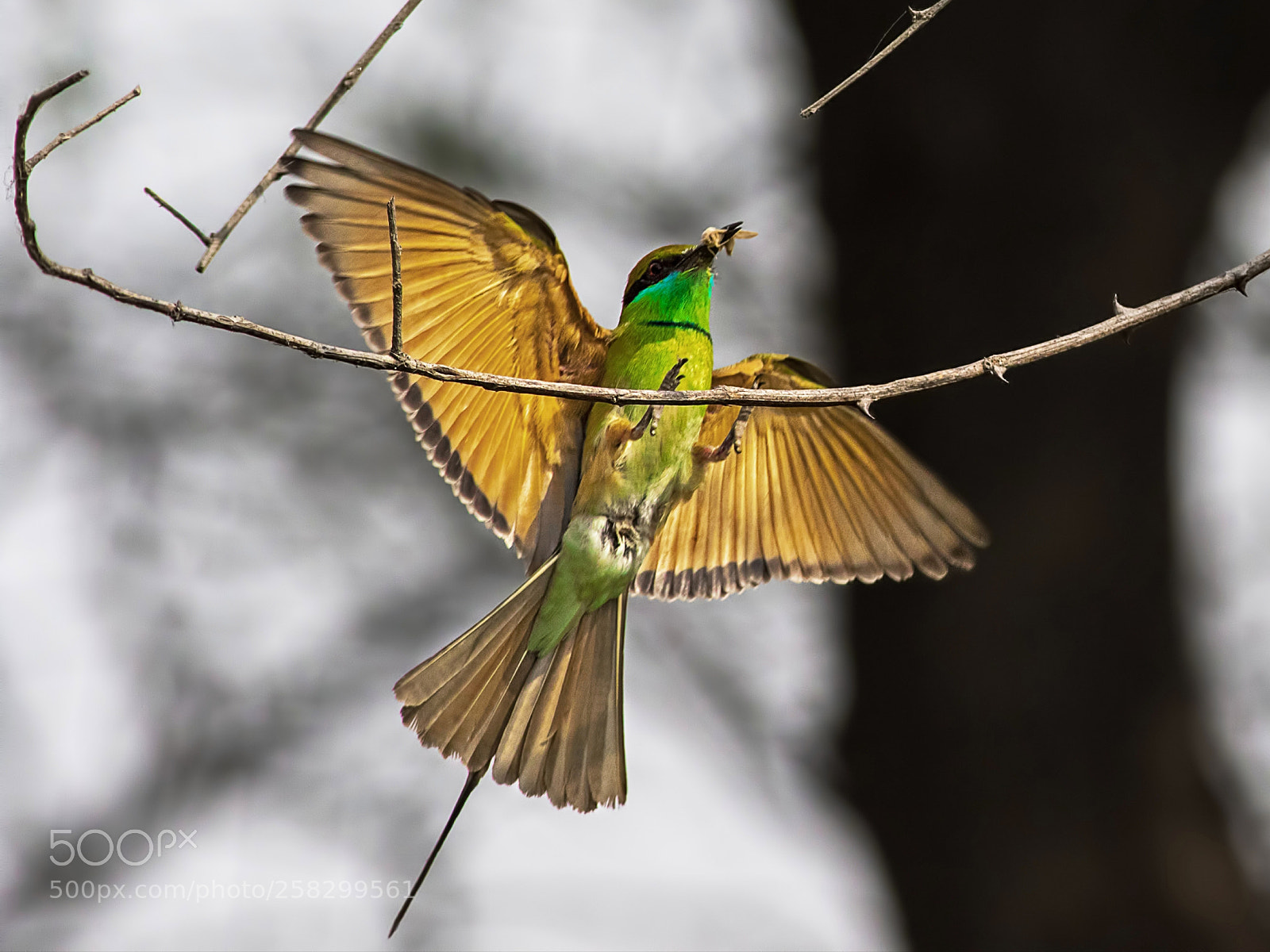Canon EOS 7D Mark II sample photo. Green bee eater photography