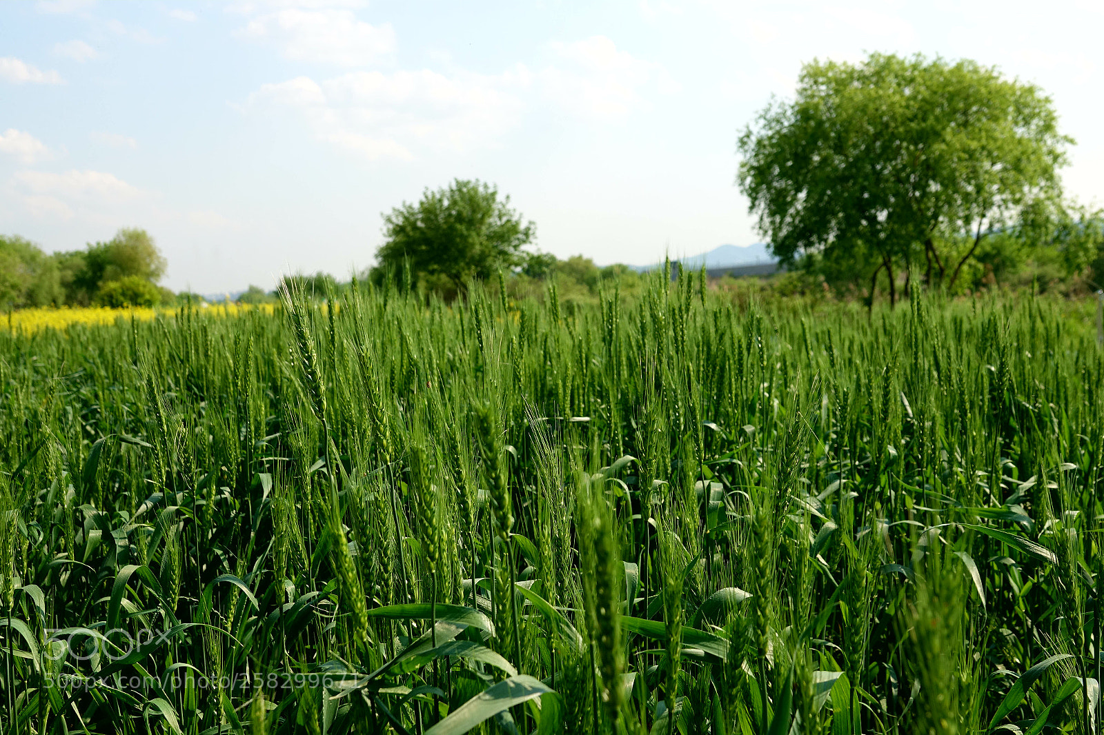 Sony Cyber-shot DSC-RX10 III sample photo. Untitled photography