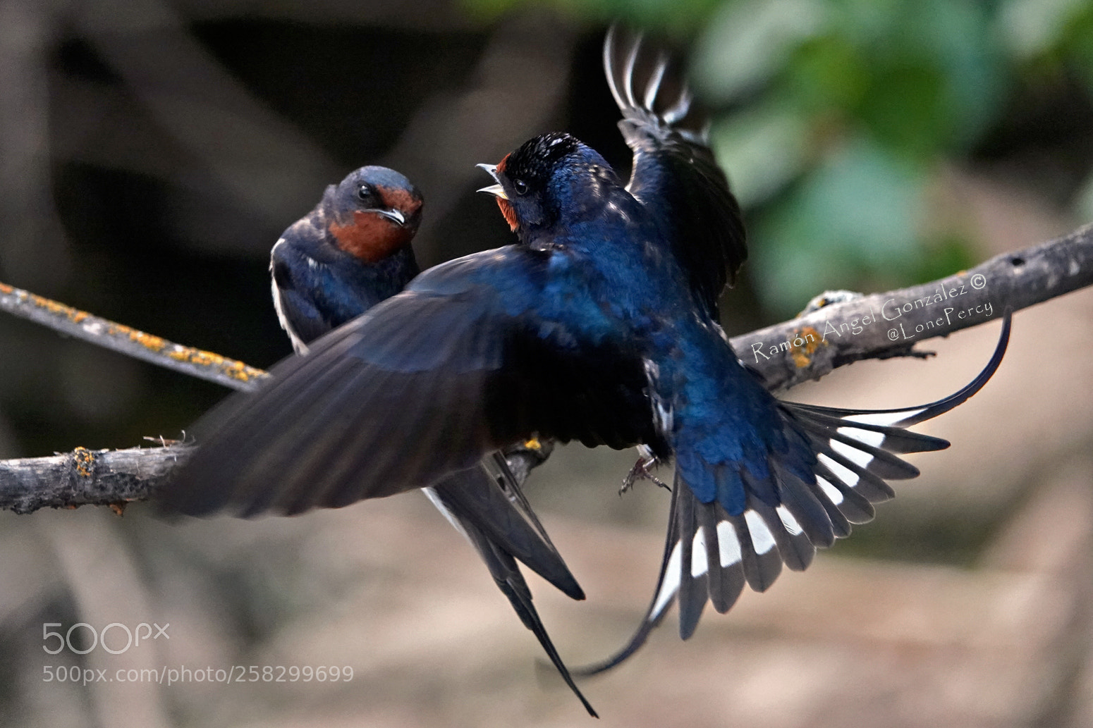 Sony Cyber-shot DSC-RX10 IV sample photo. Swallows in courtship at photography