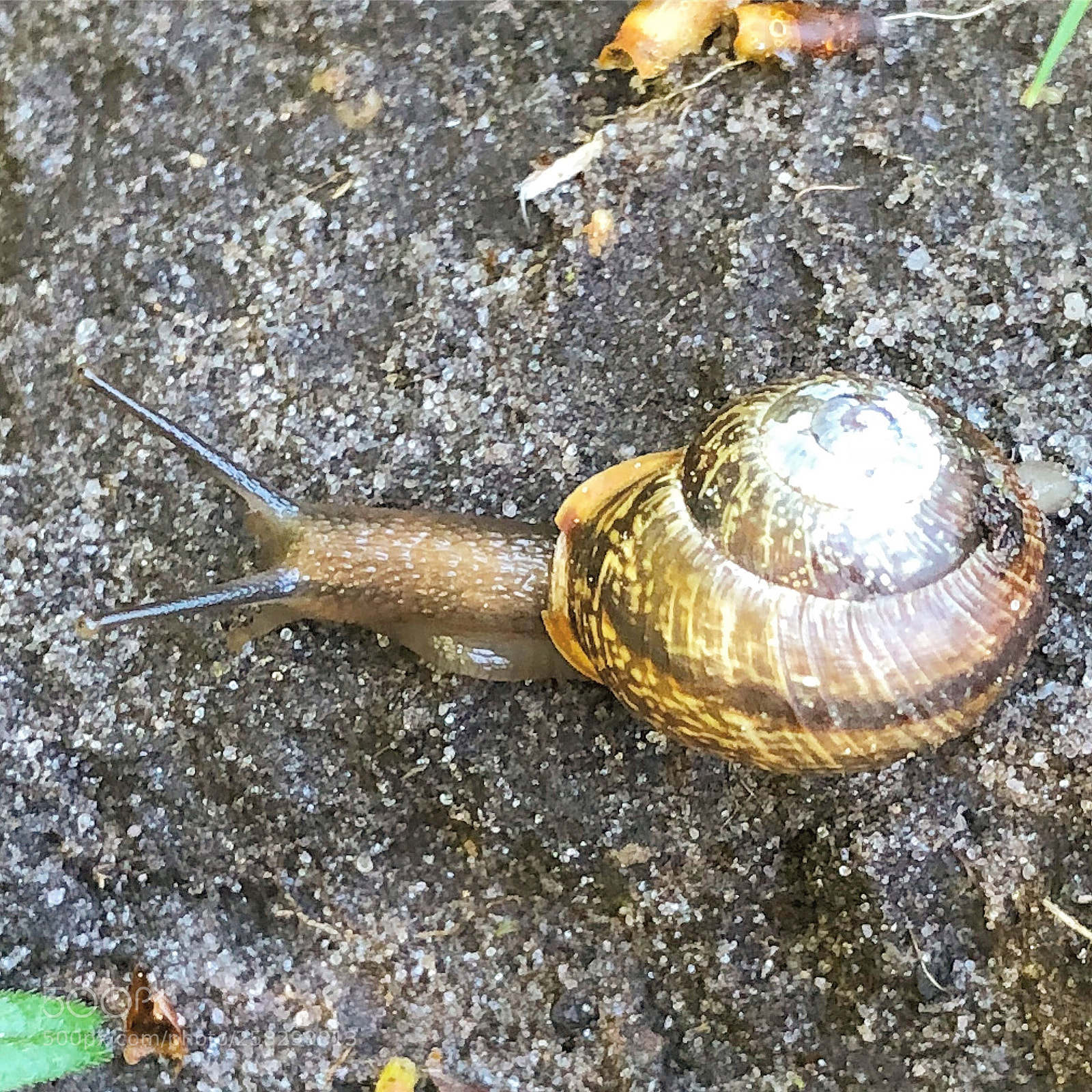 Apple iPhone 8 Plus sample photo. Walking snail photography