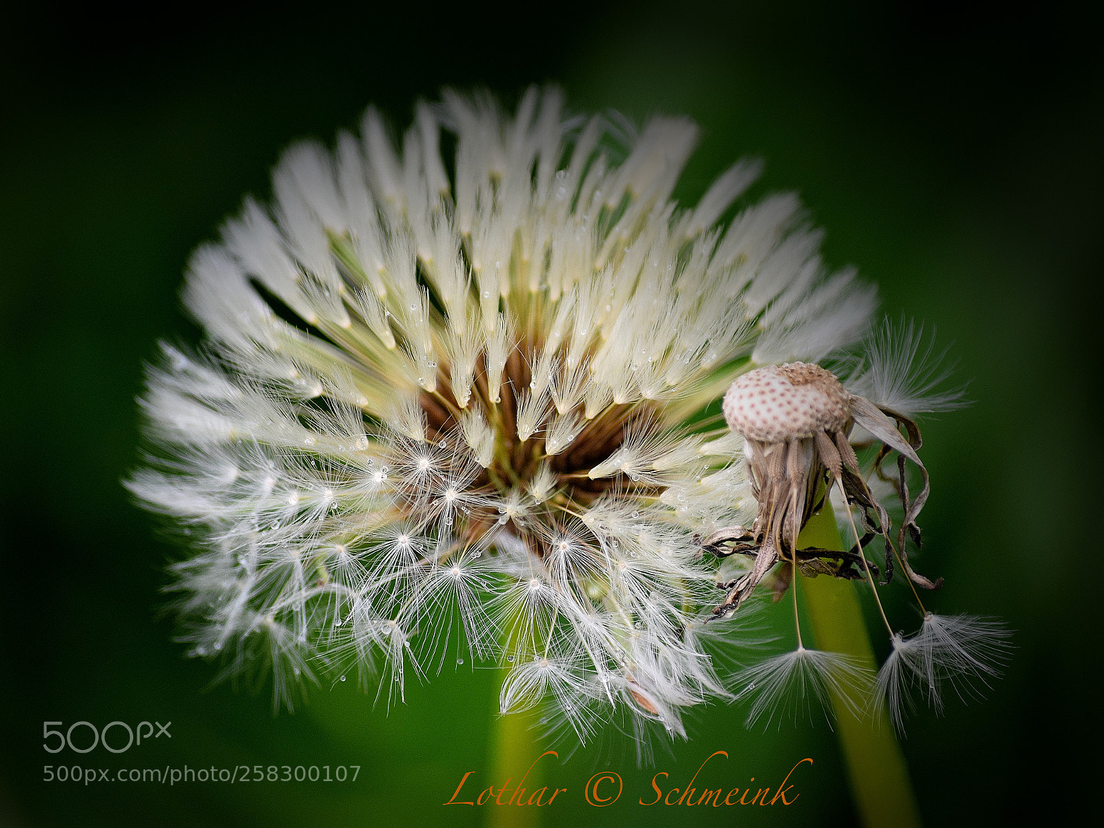 Nikon D5300 sample photo. 0527-rain photography