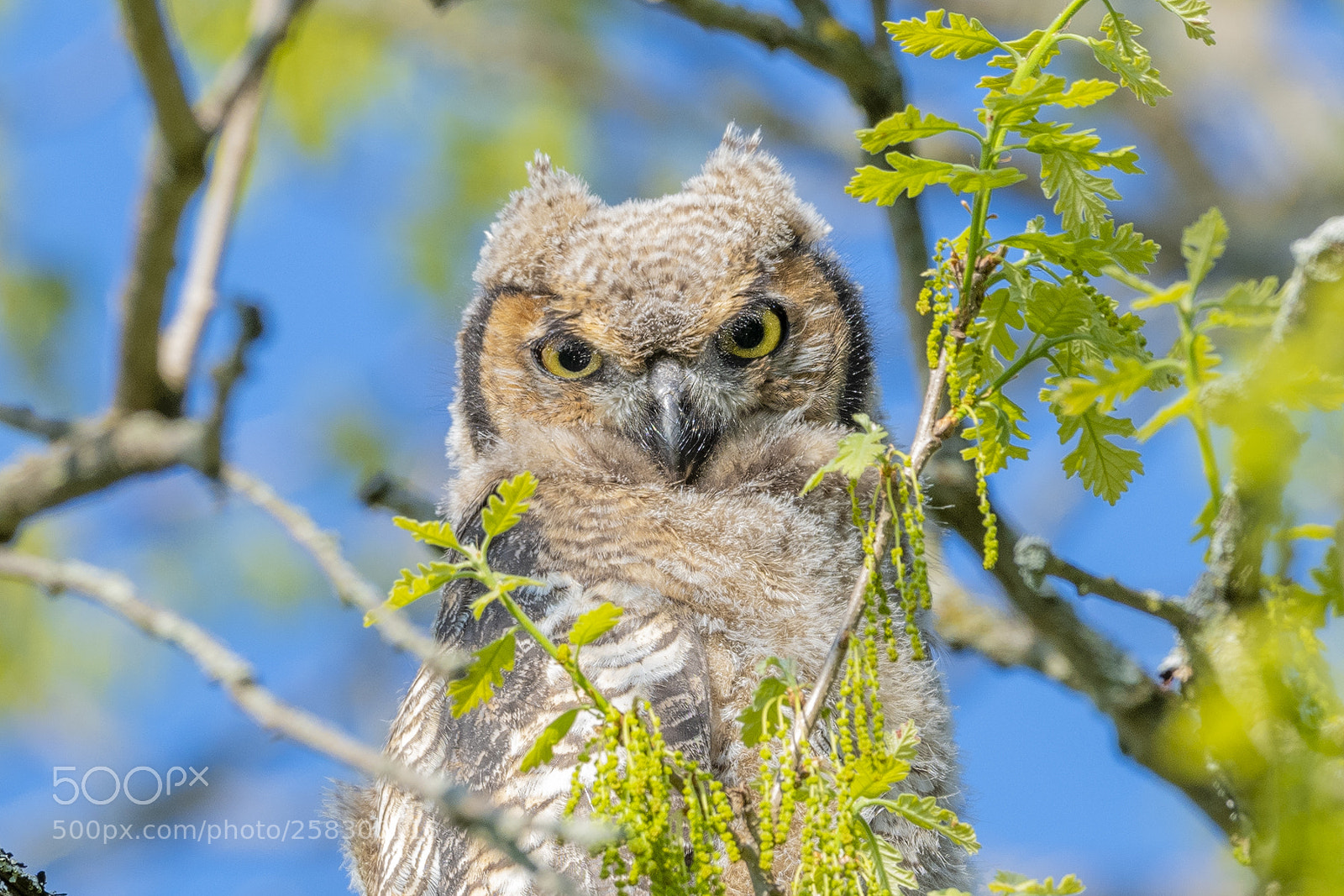 Nikon D850 sample photo. Great horned owlet photography