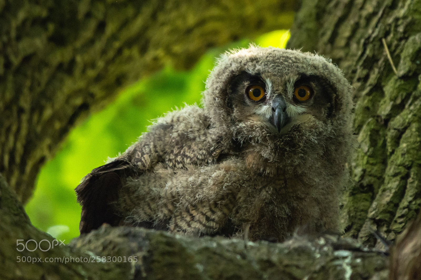 Nikon D7200 sample photo. Eagle owl nestling photography
