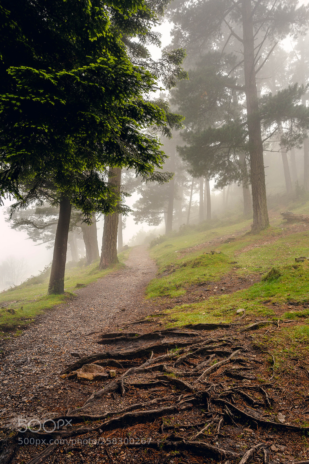 Canon EOS 6D sample photo. Niebla en el fitu photography