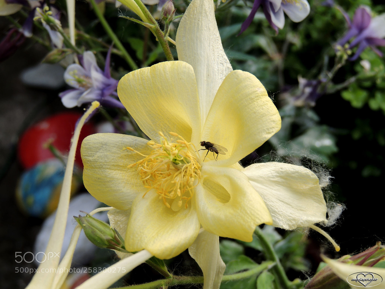 Nikon Coolpix P510 sample photo. Acquilegia gialla e mosca photography
