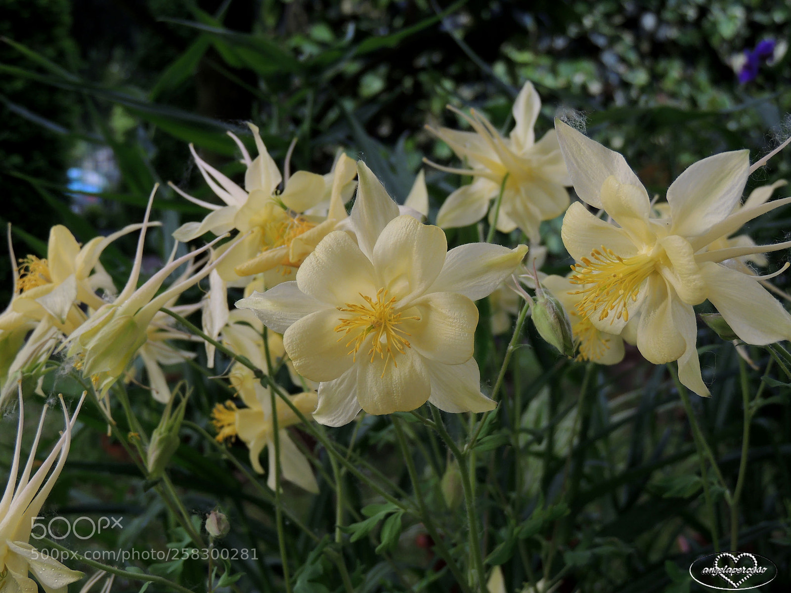 Nikon Coolpix P510 sample photo. Acquilegia gialla photography