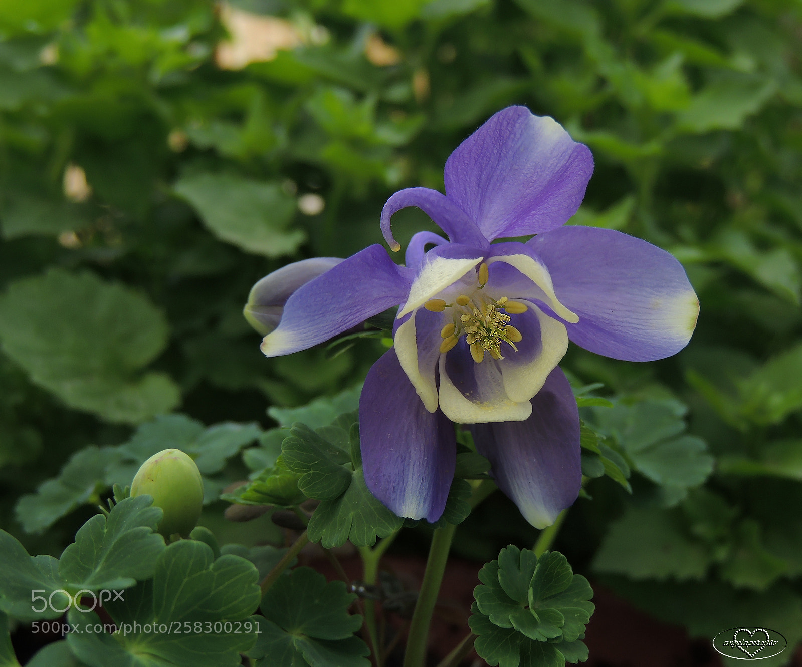 Nikon Coolpix P510 sample photo. Acquilegia viola e bianca photography