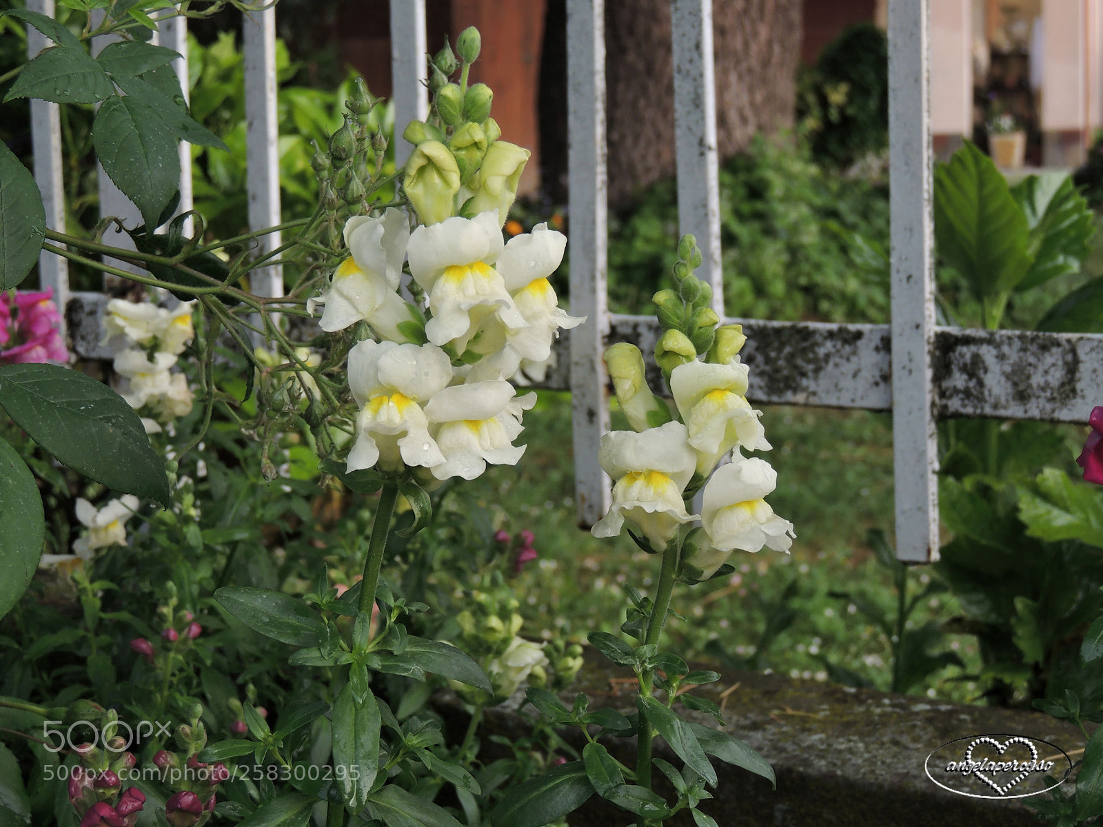 Nikon Coolpix P510 sample photo. Bocche leone bianche photography
