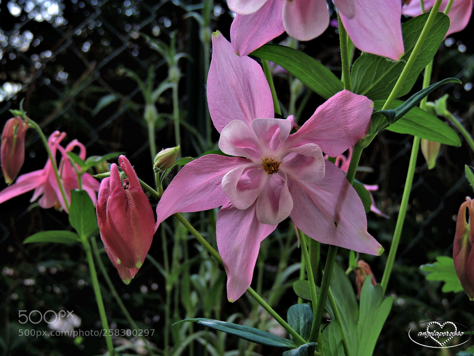 Nikon Coolpix P510 sample photo. Aquilegia rosa photography