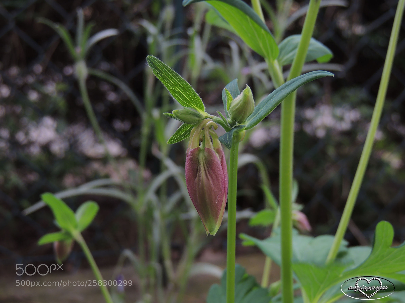 Nikon Coolpix P510 sample photo. Aquilegia rosa photography