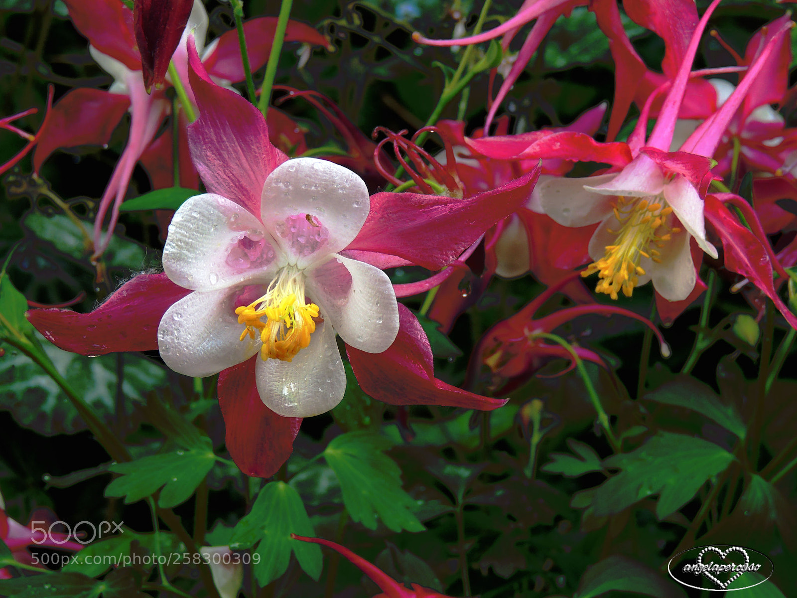 Nikon Coolpix P510 sample photo. Acquilegia viola photography