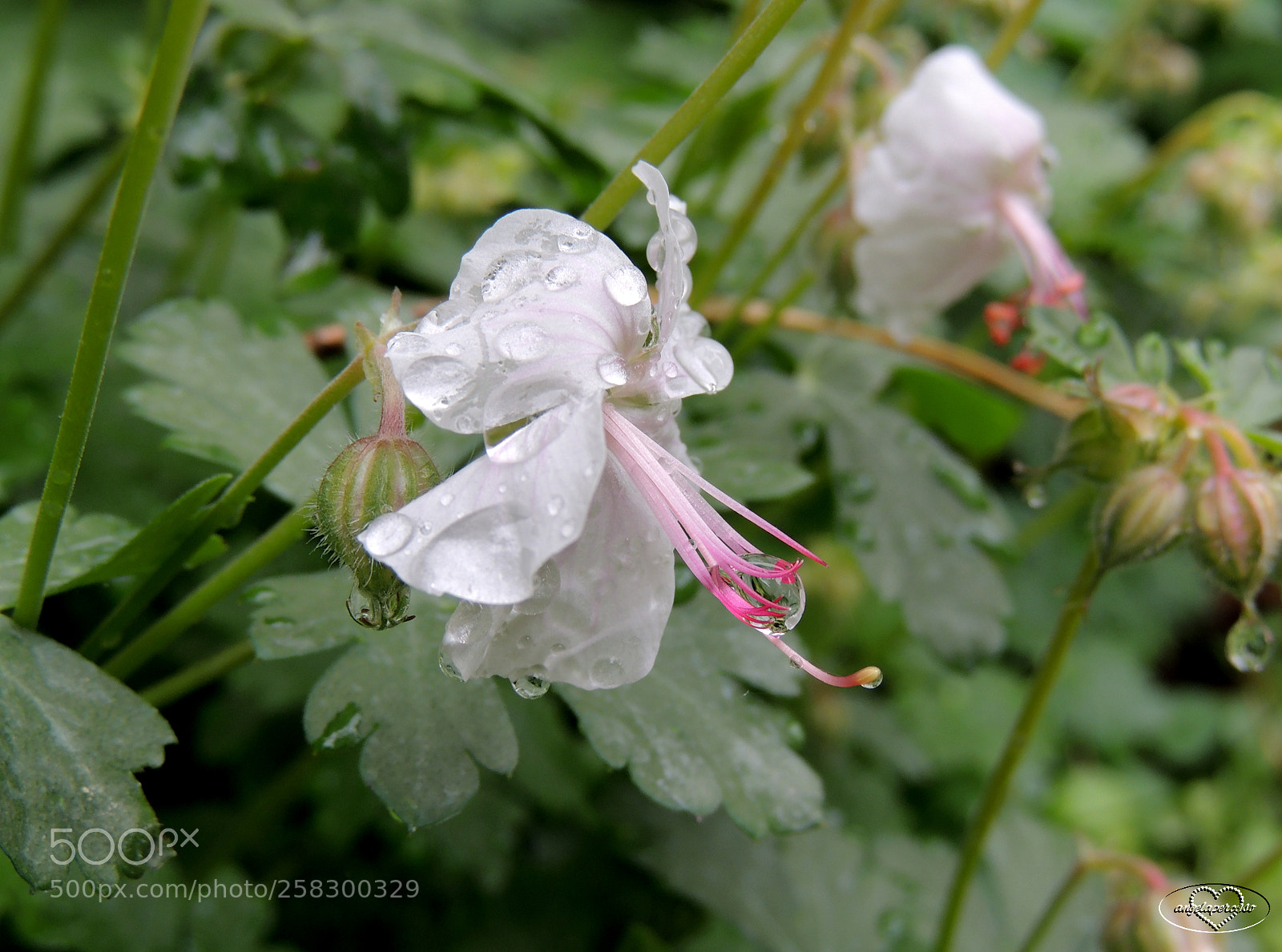 Nikon Coolpix P510 sample photo. Geranio goccia p photography