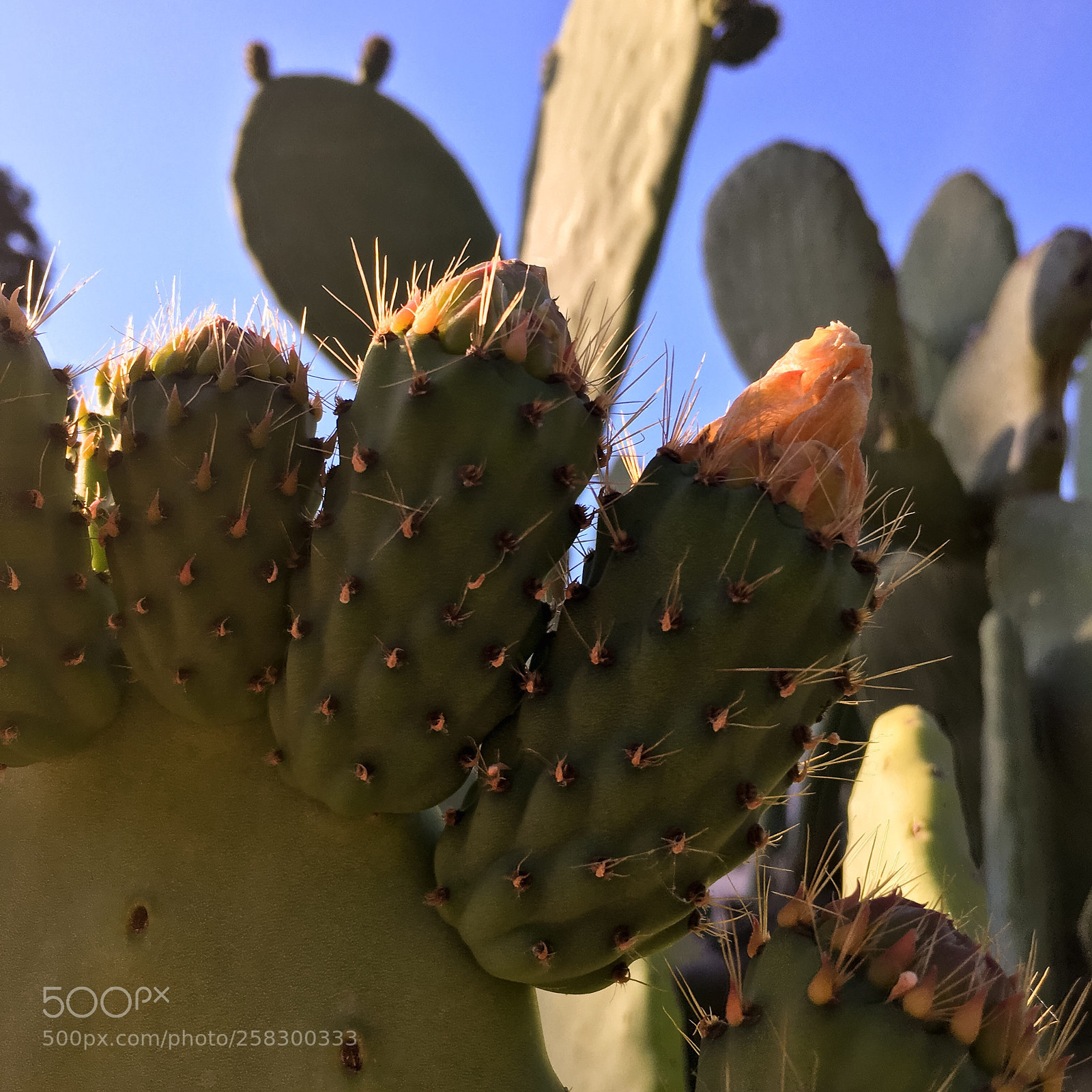 Apple iPhone 6s sample photo. Prickly pear sunrise photography
