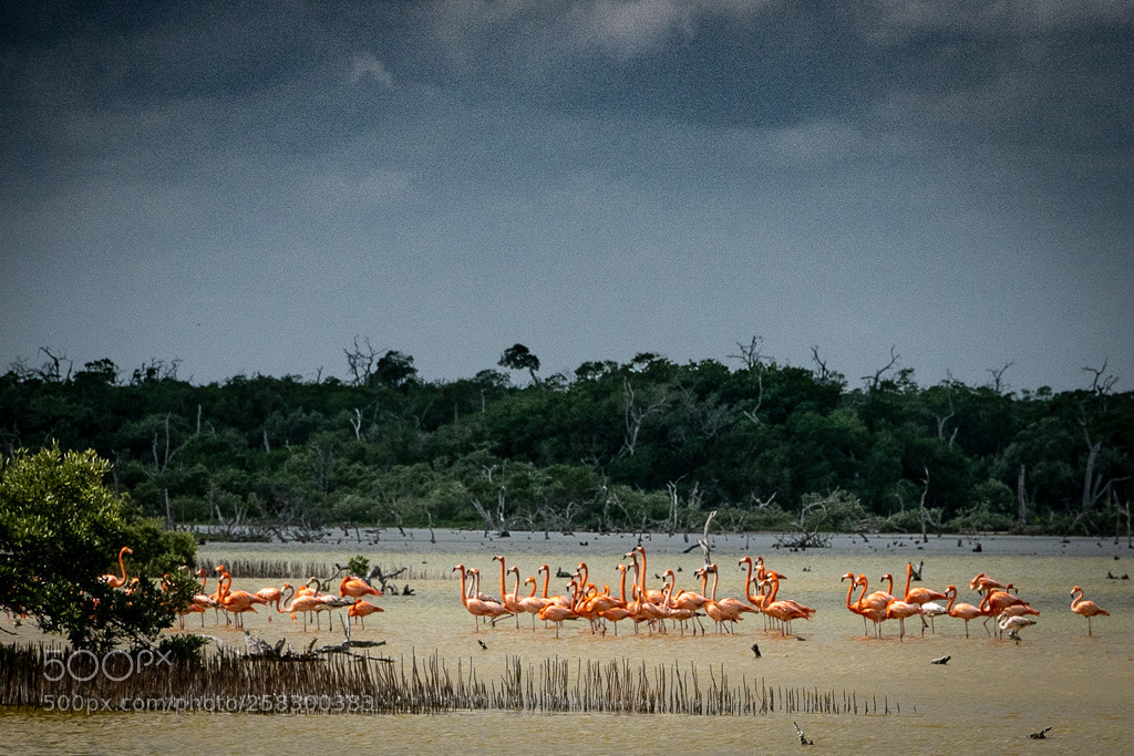 Nikon D5300 sample photo. Flamingos in yucatan photography