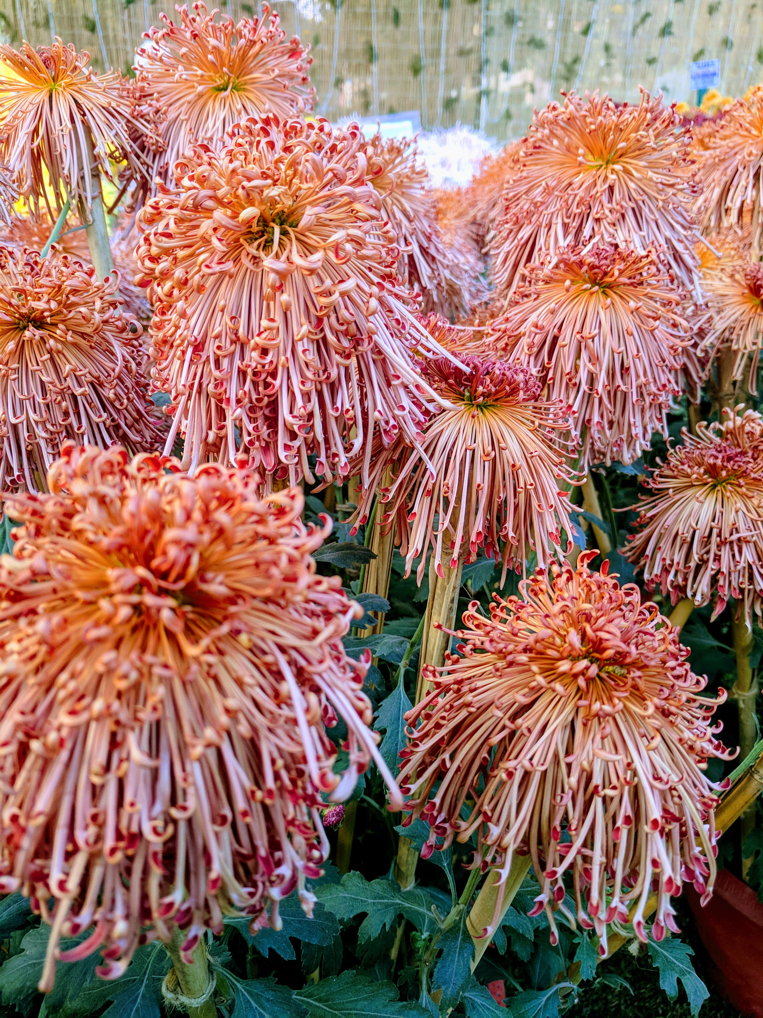 Google Pixel XL sample photo. Chrysanthemum photography