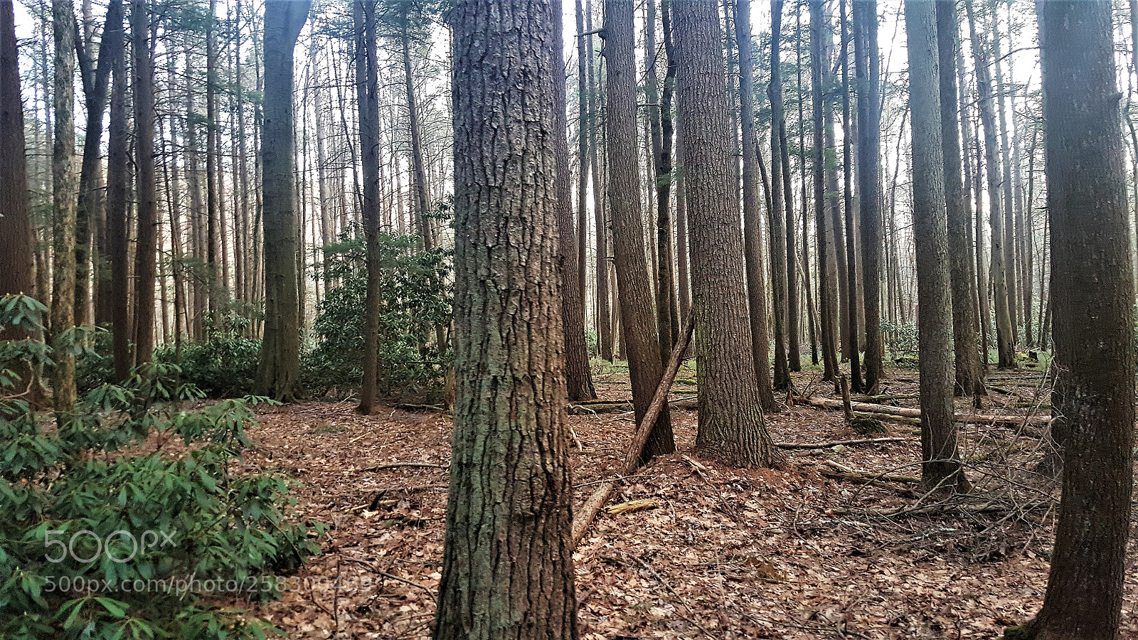 Samsung GALAXY S6 edge sample photo. Forest photography