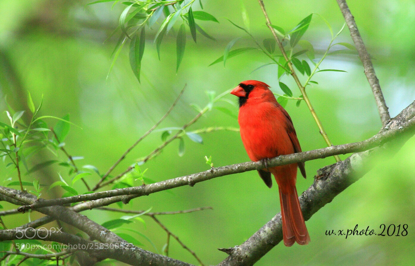 Canon EOS 7D Mark II sample photo. Northern cardinal photography