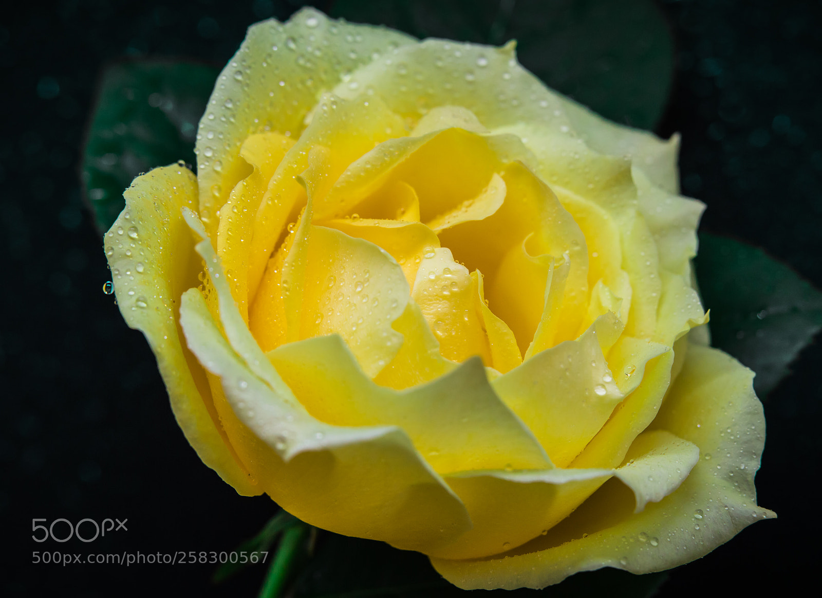 Canon EOS 6D sample photo. Yellow rose photography