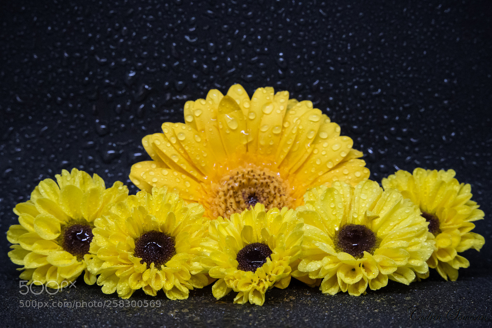 Canon EOS 6D sample photo. Floral ornament photography
