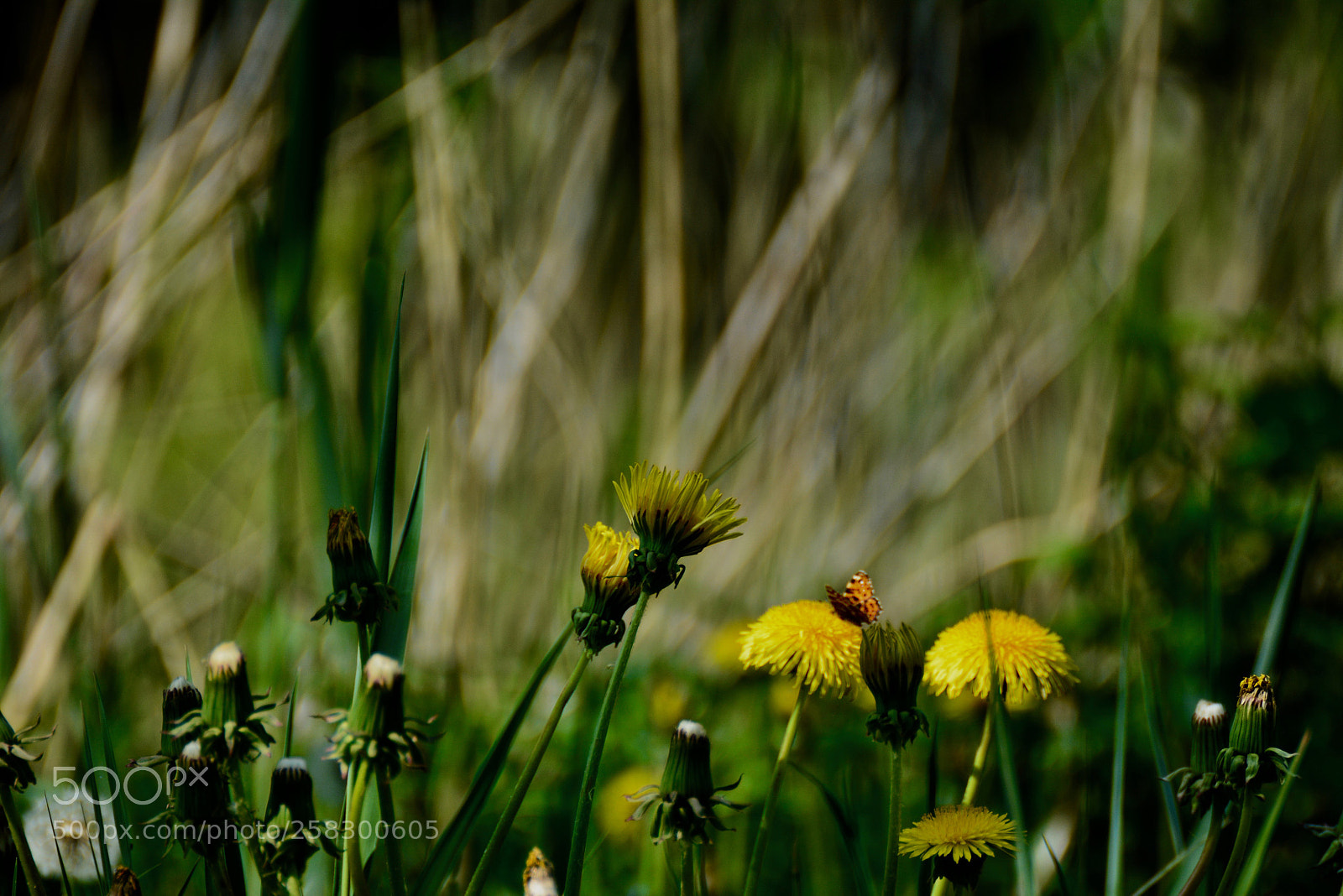 Nikon D5200 sample photo. Butterfly on a flower photography