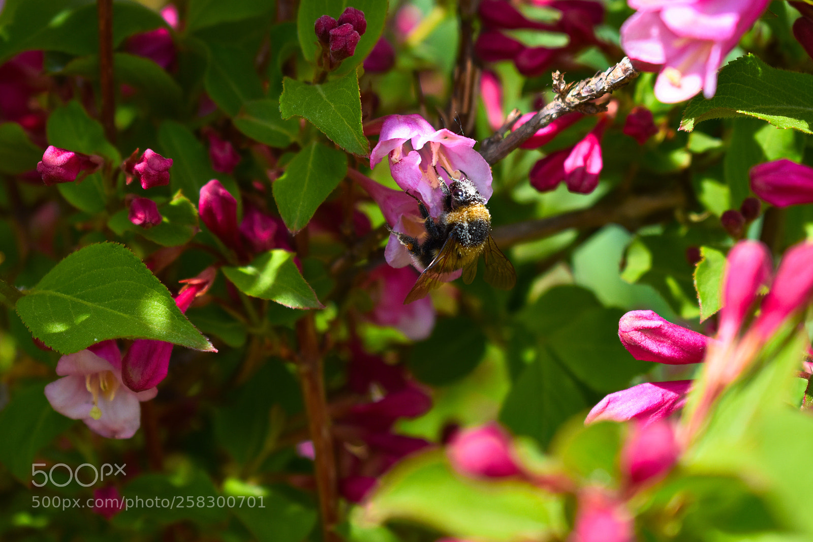Nikon D3400 sample photo. Pollination of flowers photography
