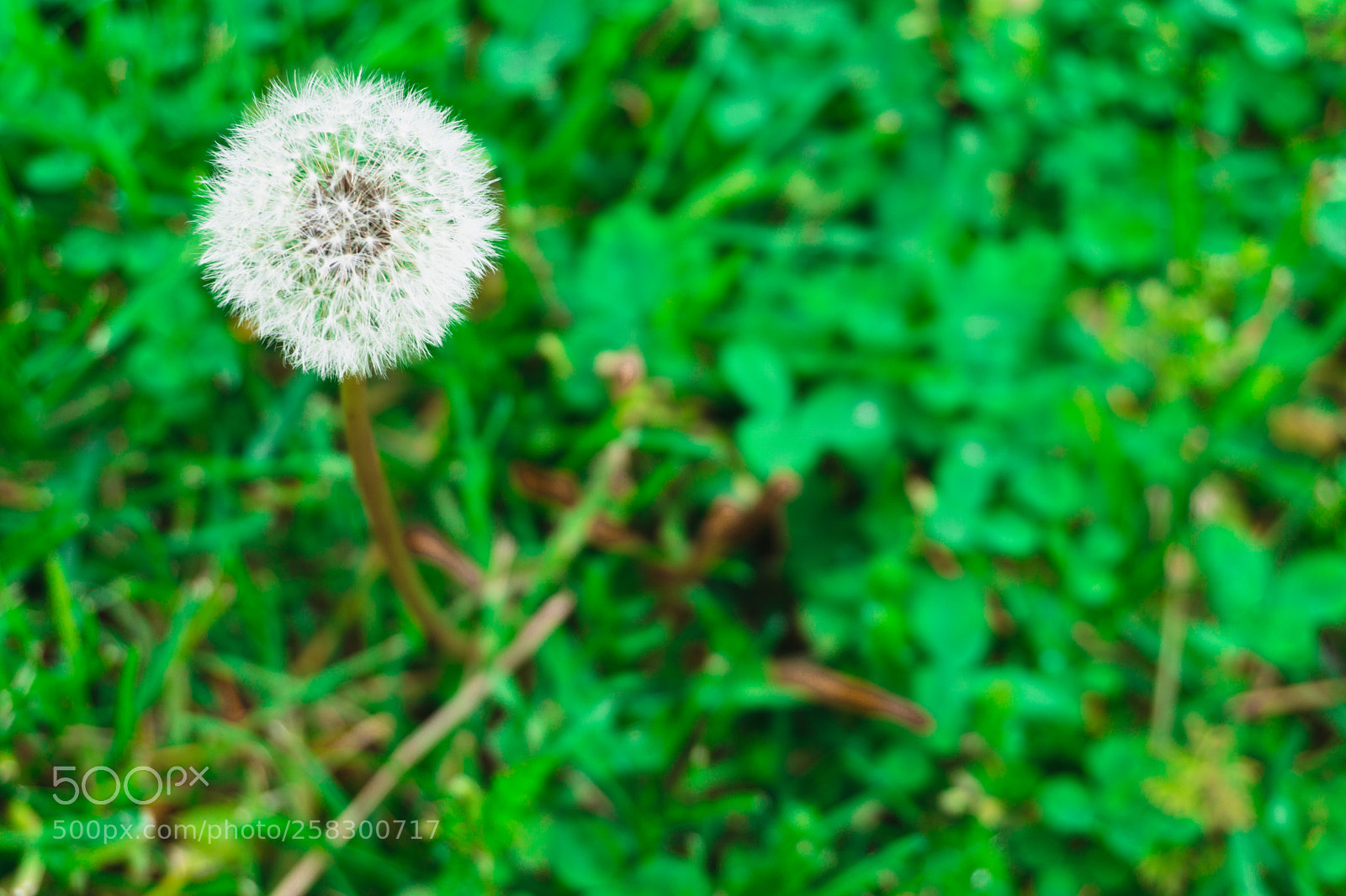 Sony a6000 sample photo. Dandelion photography