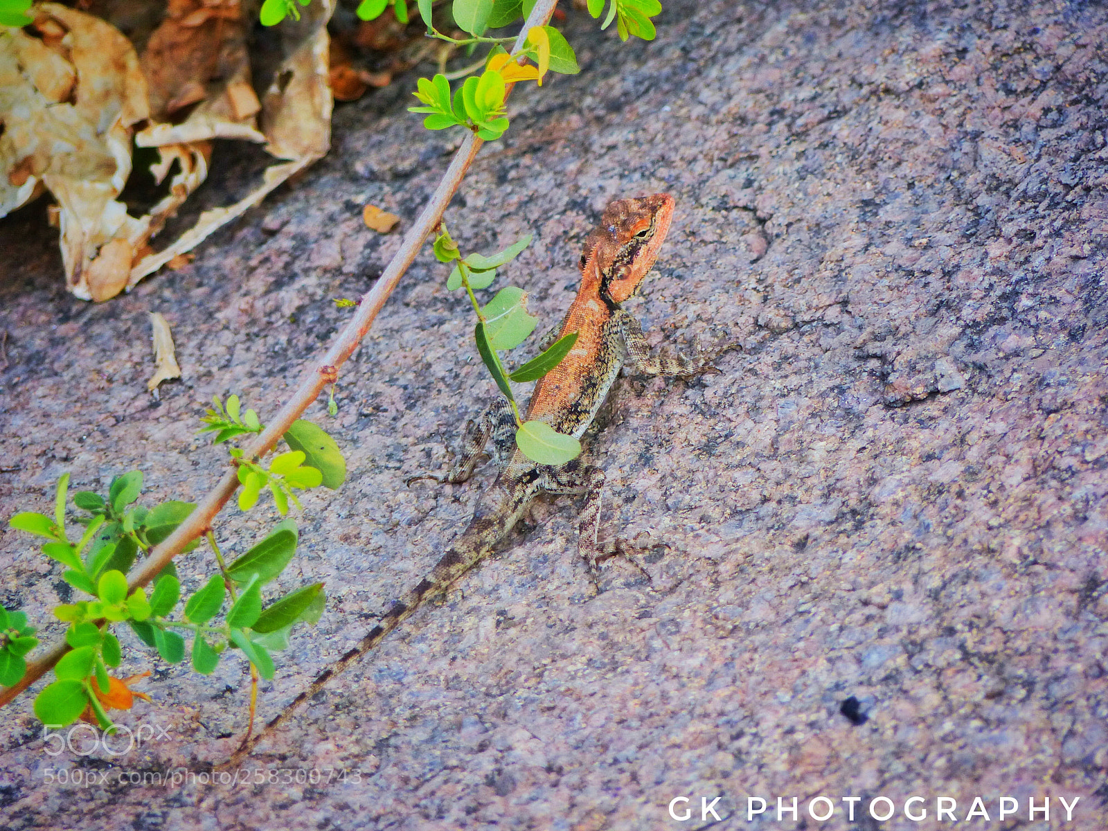 Panasonic Lumix DMC-FZ200 sample photo. Orange lizard photography