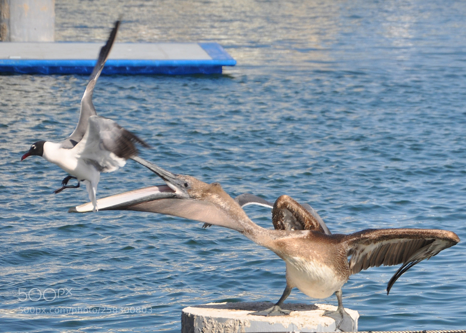 Nikon D90 sample photo. Untitled photography